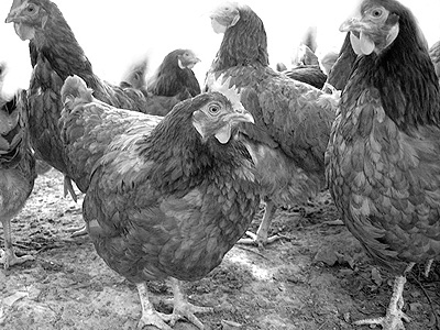 foto_galline.jpg