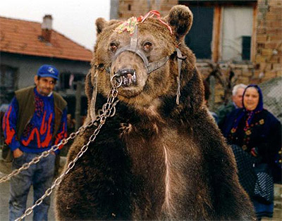 orso-ballerino.jpg